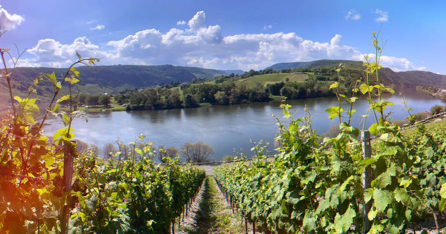 Kröv, Mosel: PLANWAGENFAHRT through the vineyards with wine tasting - How Much Value Do You Get for $45?
