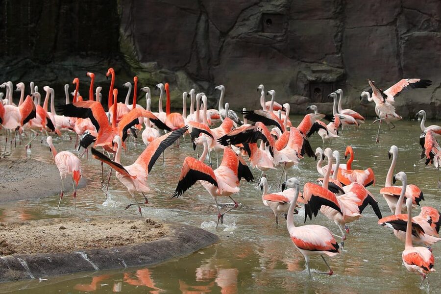 Leipzig Zoo: Entry Ticket - Should you book the Leipzig Zoo ticket?