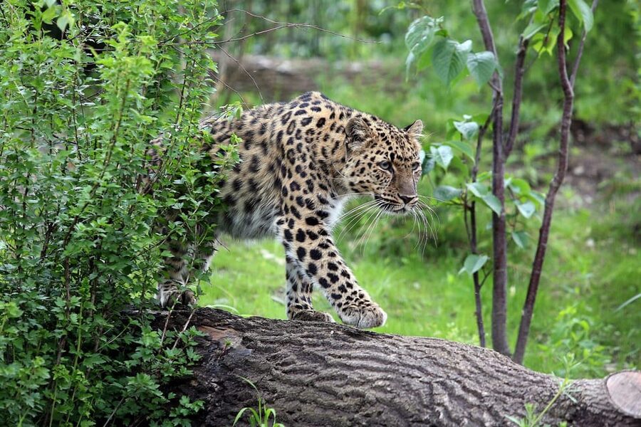 Leipzig Zoo: Entry Ticket - Pongoland and four great ape species