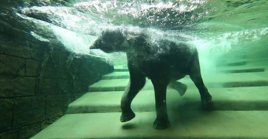 Leipzig Zoo: Entry Ticket - Gondwanaland: the heart of the visit