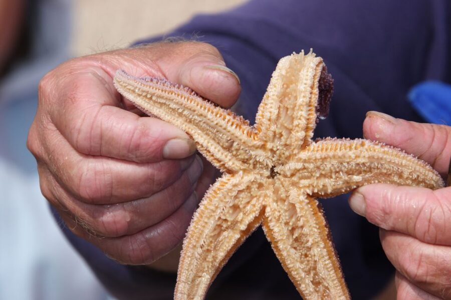 List/Sylt: Guided Seal-Watching Cruise on a Rustic Boat - The essential points before you book