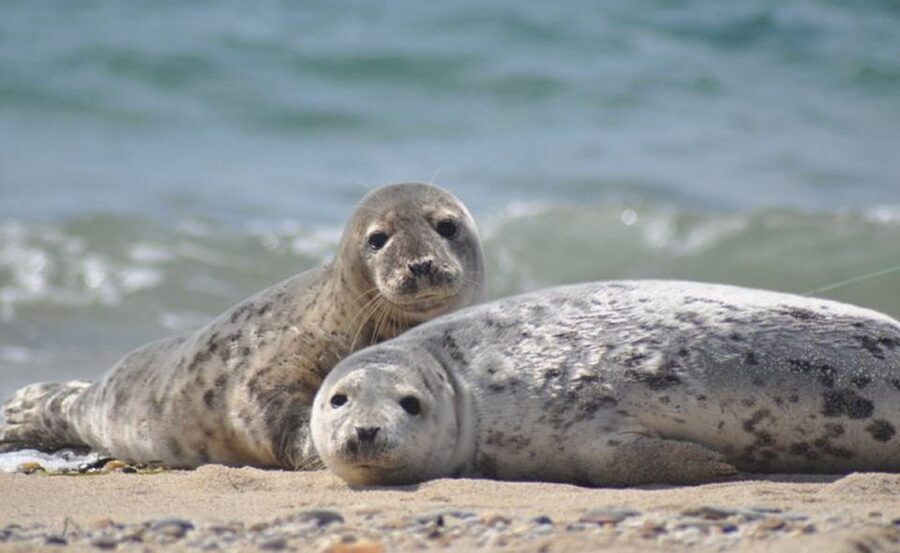 List/Sylt: Guided Seal-Watching Cruise on a Rustic Boat - Leaving List Harbor on a Real Fishing Cutter