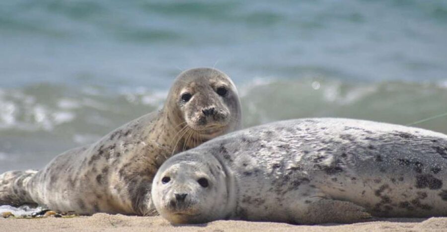 List/Sylt: Guided Seal-Watching Cruise on a Rustic Boat - What the 90-Minute Route Gives You