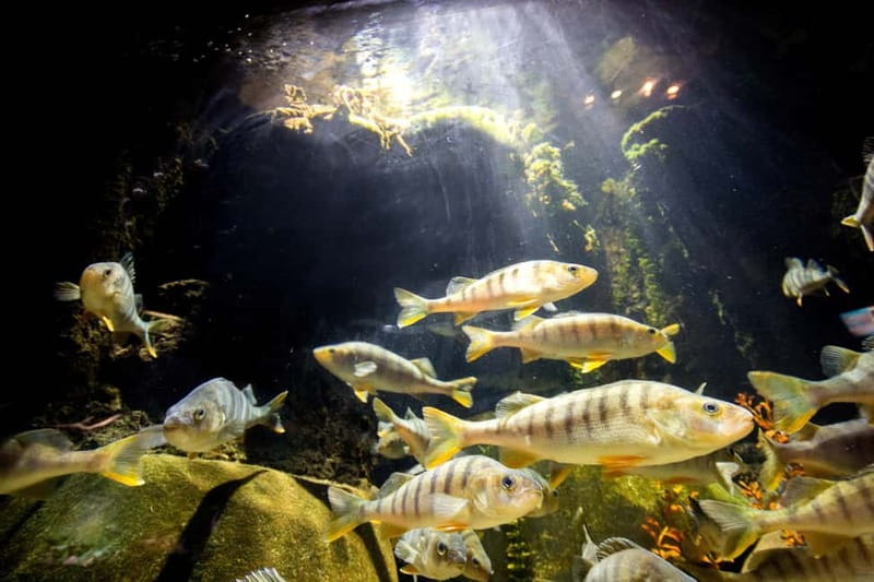 Munich: Day Ticket to Sea Life - Germany’s Largest Shark Variety