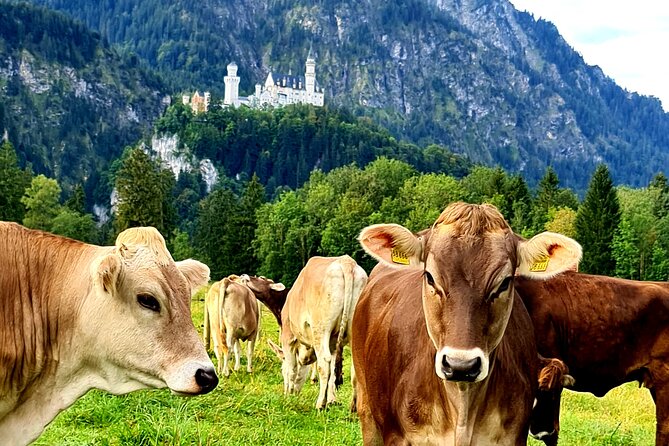 Neuschwanstein Castle Tour with Skip the Line from Hohenschwangau - Is $75.01 a fair price?