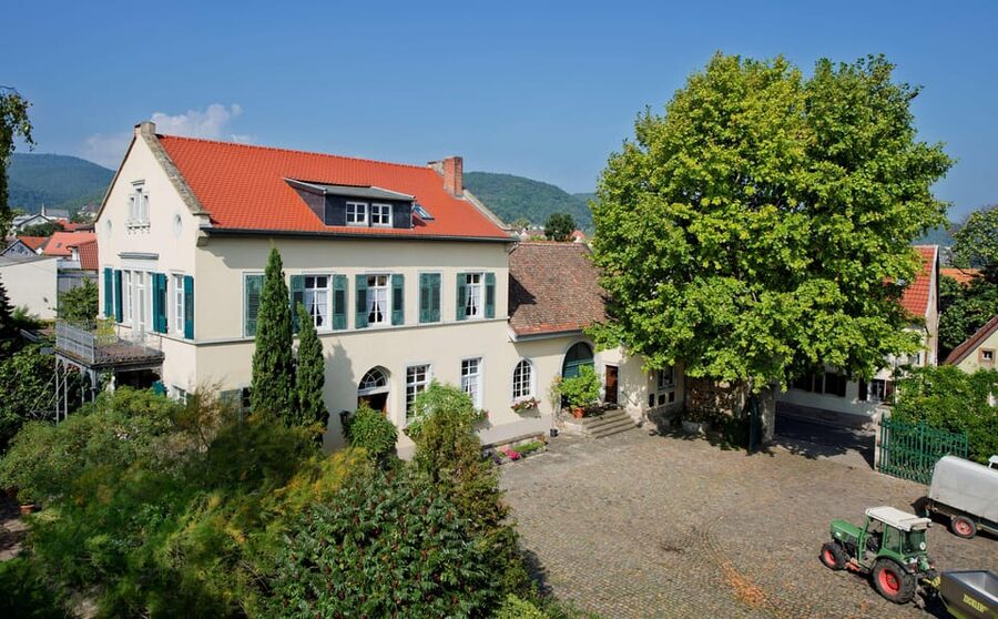 Neustadt: Wine tasting with cellar tour and vineyard visit - Garden tasting or indoor presentation
