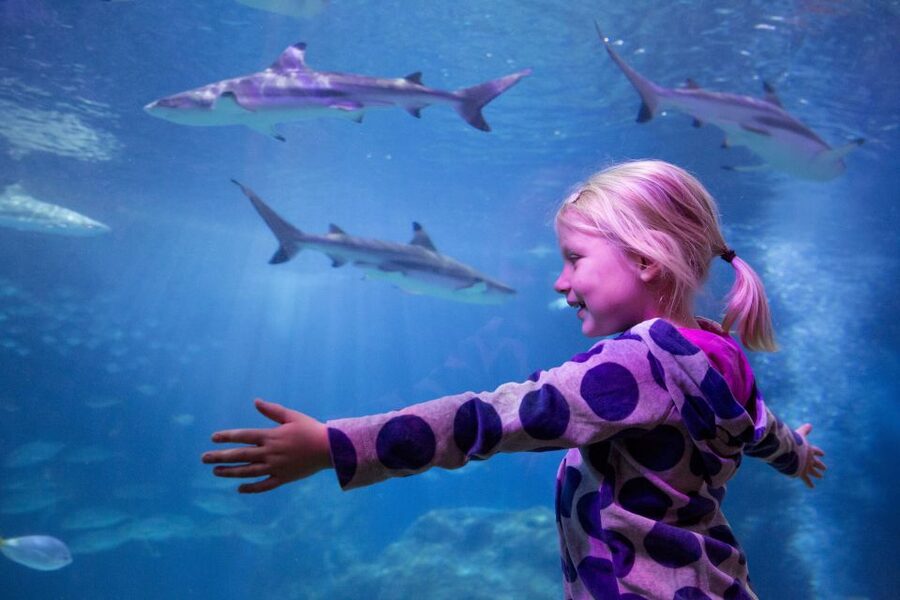 Oberhausen: LEGOLAND Discovery Centre and SEA LIFE Ticket - Getting good value from the $38 ticket