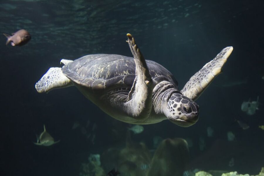 Oberhausen: SEA LIFE Oberhausen Entry Ticket - Best ways to plan your visit