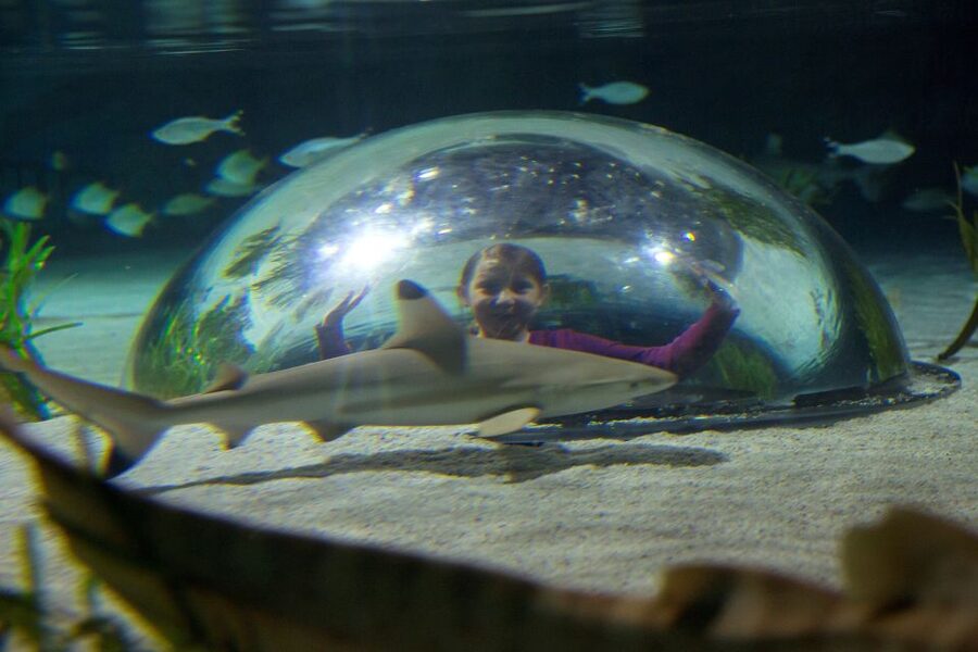 Oberhausen: SEA LIFE Oberhausen Entry Ticket - Starting at CentrO, not in an isolated aquarium