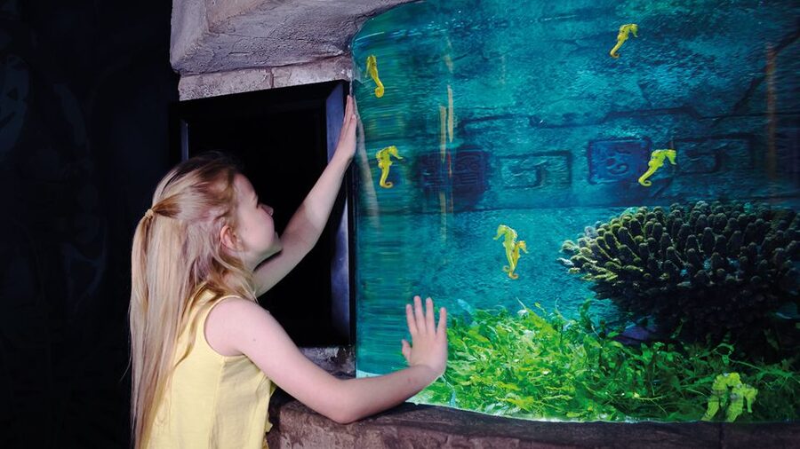 Oberhausen: SEA LIFE Oberhausen Entry Ticket - Turtles, from European ponds to the tropical ocean