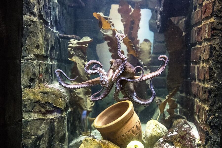 Oberhausen: SEA LIFE Oberhausen Entry Ticket - Feeding sessions bring the animals to life