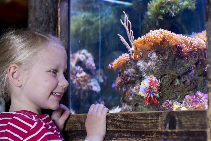 Oberhausen: SEA LIFE Oberhausen Entry Ticket - Is the $25 ticket good value?
