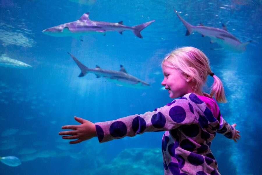 Oberhausen: SEA LIFE Ticket and Behind the Scenes Tour - Preparing Food and Feeding the Animals