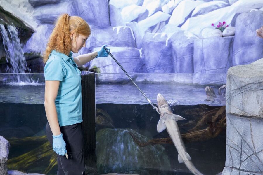 Oberhausen: SEA LIFE Ticket and Behind the Scenes Tour - What the Guide Language Means