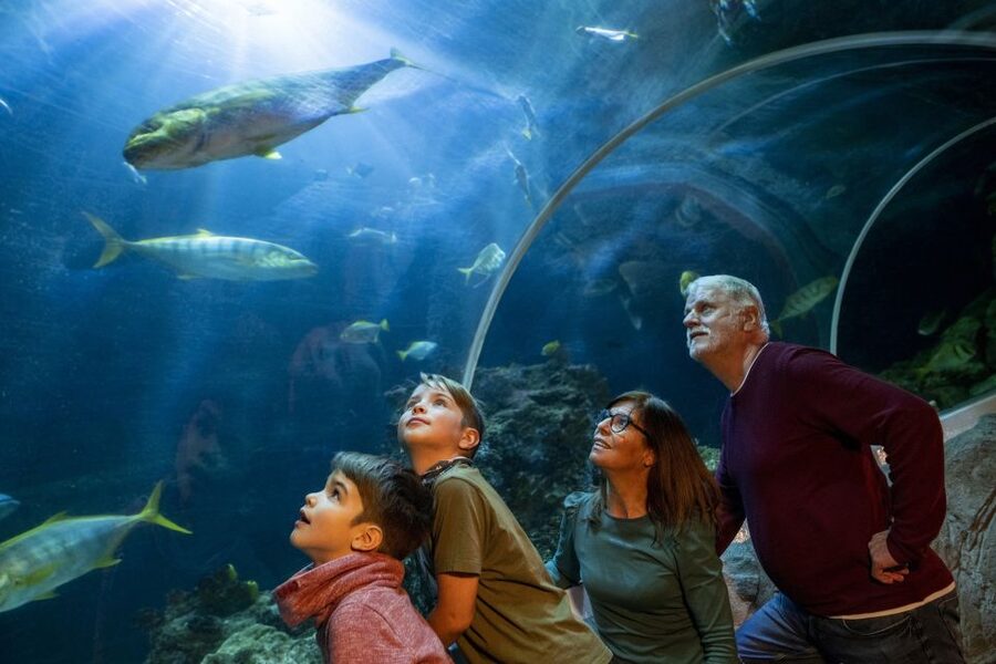 Oberhausen: SEA LIFE Ticket and Behind the Scenes Tour - Timing, Meeting Point, and Accessibility