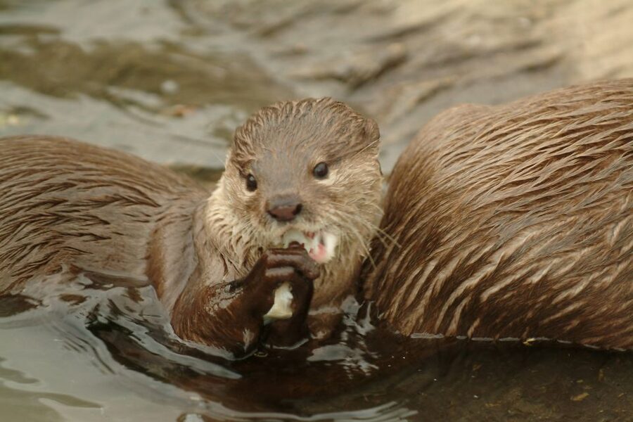 Oberhausen: SEA LIFE Ticket and Behind the Scenes Tour - Start With the Aquarium, Not the Tour