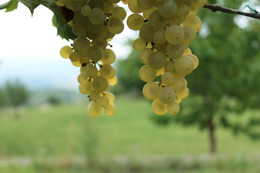 Premium wine hike Stuttgart with games and winemaker's snack - Games that keep the tasting moving