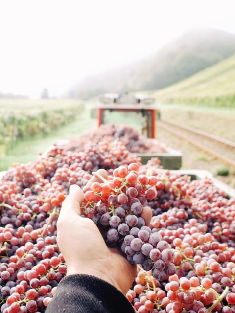 Reil, Mosel: Guided organic wine tasting and cellar tour - Who Should Book This Reil Wine Tour?