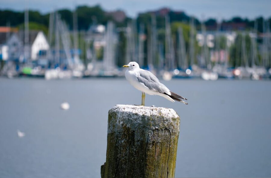 Schleswig: Highlights tour (cathedral, old town, Holm, city harbor) - Key points at a glance