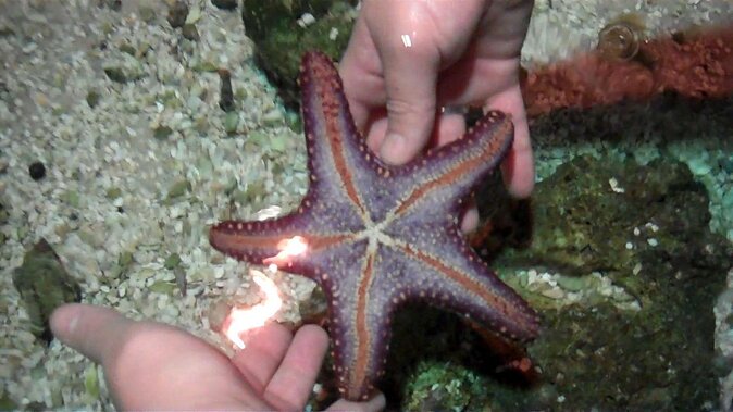 SEA LIFE Hannover Ticket - Key points to know before you go