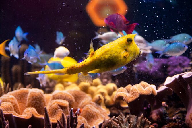 SEA LIFE Hannover Ticket - The new Octopus Cave and the value of interactive displays
