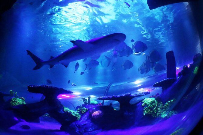 SEA LIFE Konstanz Admission Ticket - Price, queues, and the real value
