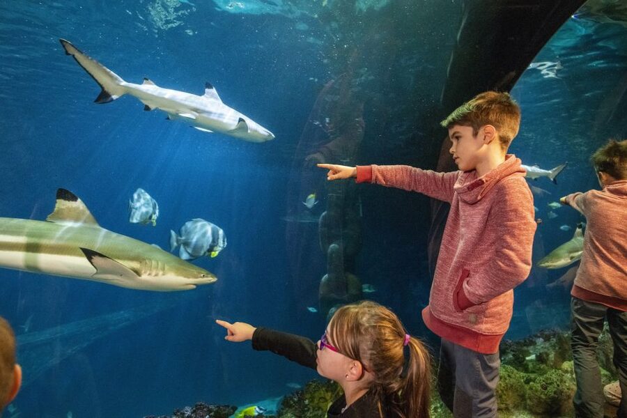 Sea Life Speyer Ticket - From Lake Constance to the tropical ocean
