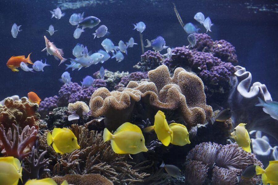 Sea Life Speyer Ticket - The Mediterranean tunnel brings animals close