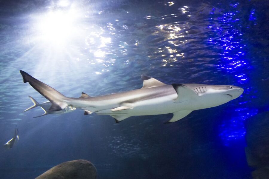 Sea Life Speyer Ticket - Marty gives the tropical ocean a focus
