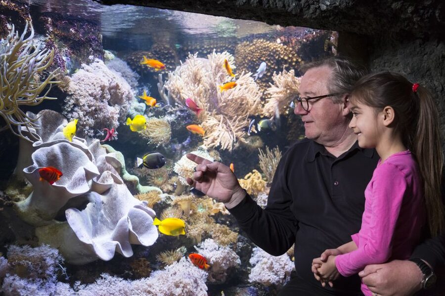 Sea Life Speyer Ticket - The Amazon area adds freshwater variety