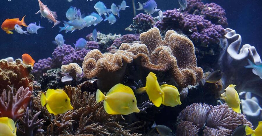 Sea Life Speyer Ticket - The Great Reef puts hundreds of fish in view