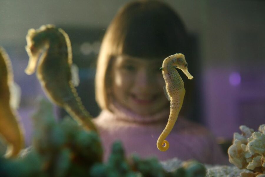 SEA LIFE Timmendorfer Strand Ticket - Key points to know before you go