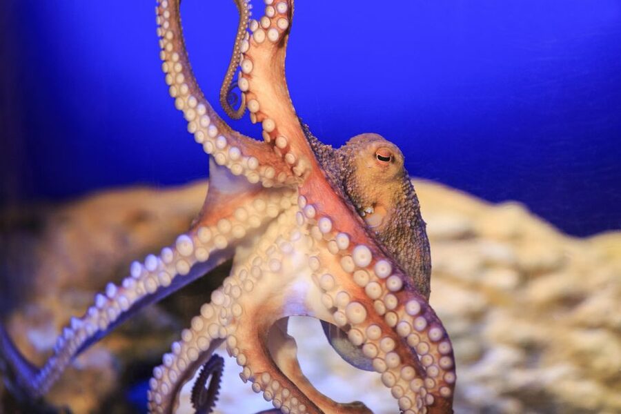 SEA LIFE Timmendorfer Strand Ticket - How long you should allow and what the $20 ticket buys
