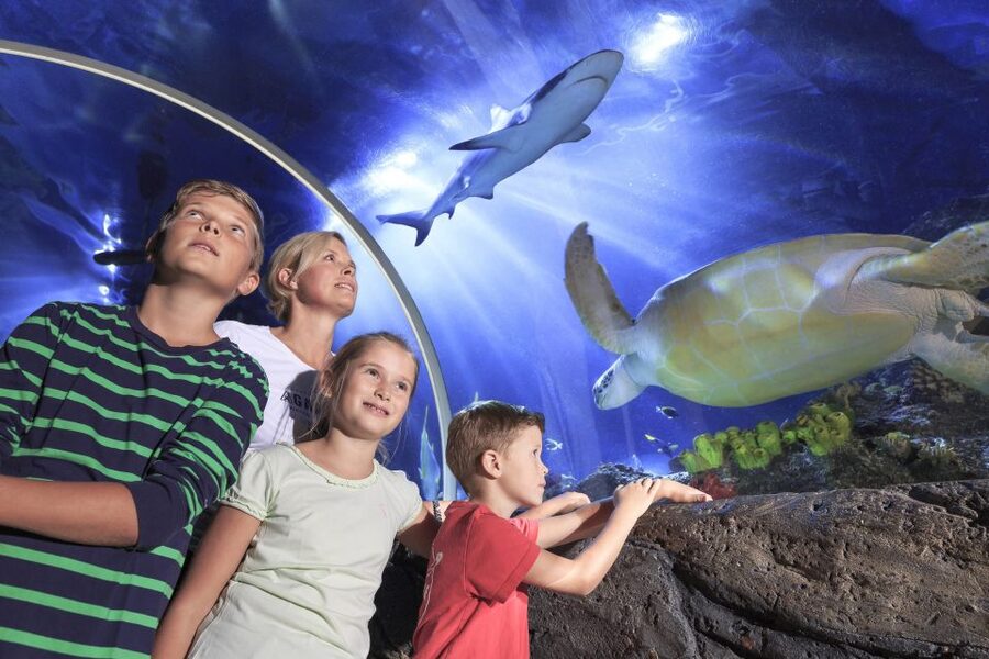 SEA LIFE Timmendorfer Strand Ticket - The rainforest room brings snakes and plants into the picture
