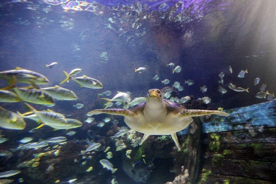 SEA LIFE Timmendorfer Strand Ticket - The underwater tunnel is the main event