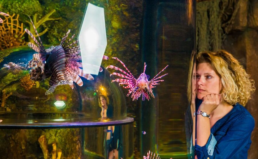 SEA LIFE Timmendorfer Strand Ticket - Rays, octopuses, clownfish, and seahorses fill out the route