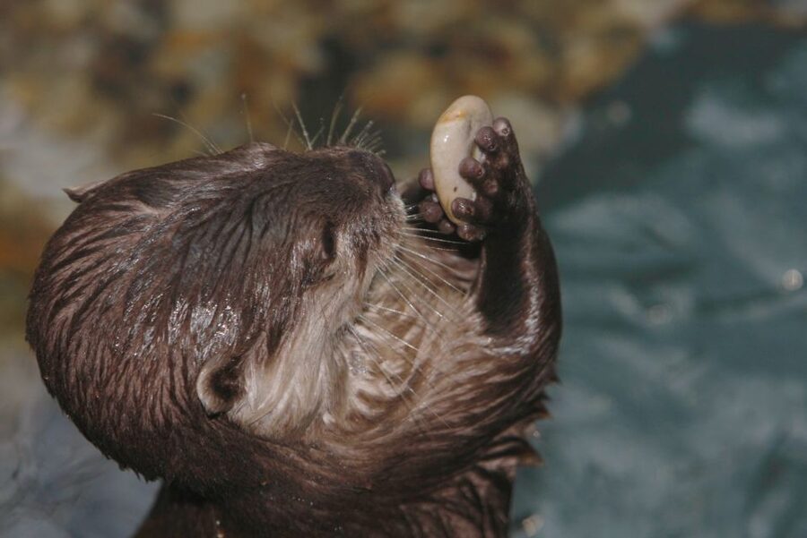 SEA LIFE Timmendorfer Strand Ticket - Live feedings give the visit a schedule