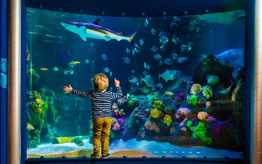 SEA LIFE Timmendorfer Strand Ticket - The first themed areas: from northern waters to tropical seas
