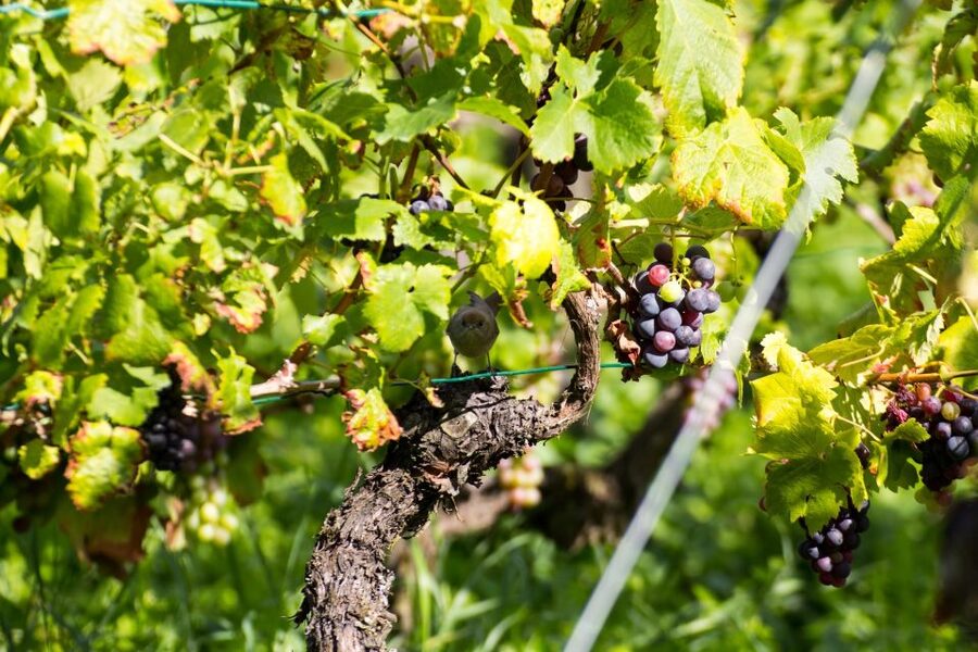 Stuttgart: Guided Vineyards Tour - Why Stuttgart’s vineyards make a good outing