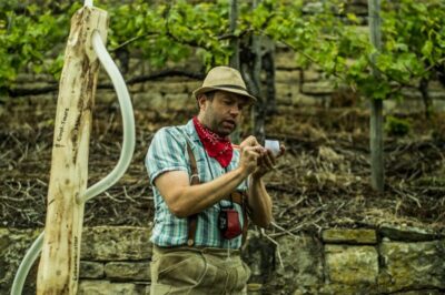 Guided Vineyards Tour