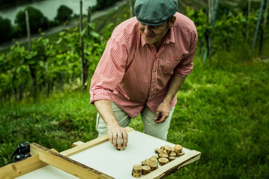 Stuttgart: Guided Vineyards Tour - Five wines, including Cannstatter Zuckerle
