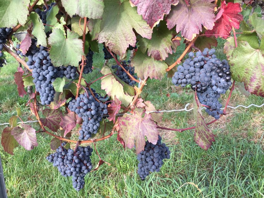 Stuttgart: Guided Wine Walk & Wine Tasting - Starting on the vineyard trails
