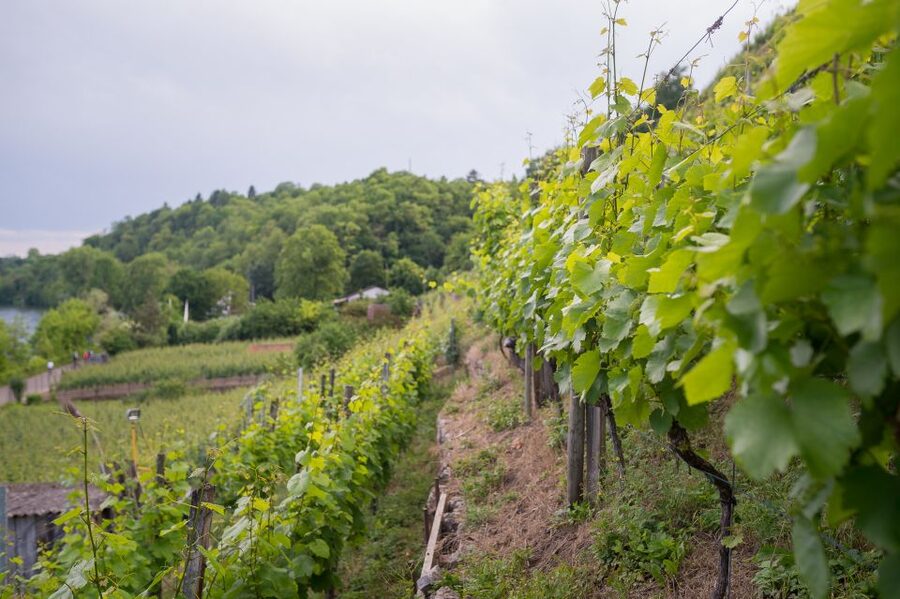 Stuttgart: Hiking Tour with Craft Beer Tasting - Is $33 a Fair Price?