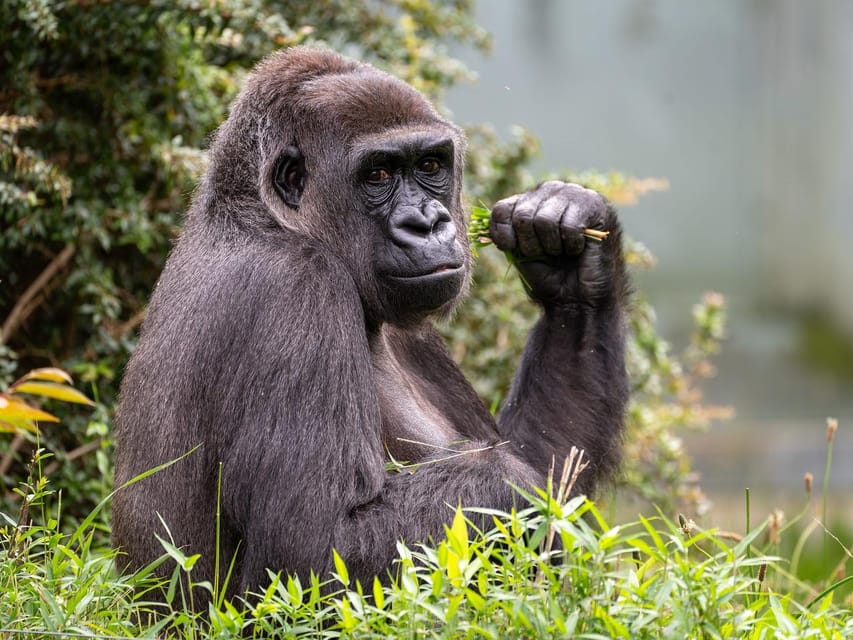 Stuttgart: Wilhelma Zoological-Botanical Garden Ticket - Key Points Before You Go