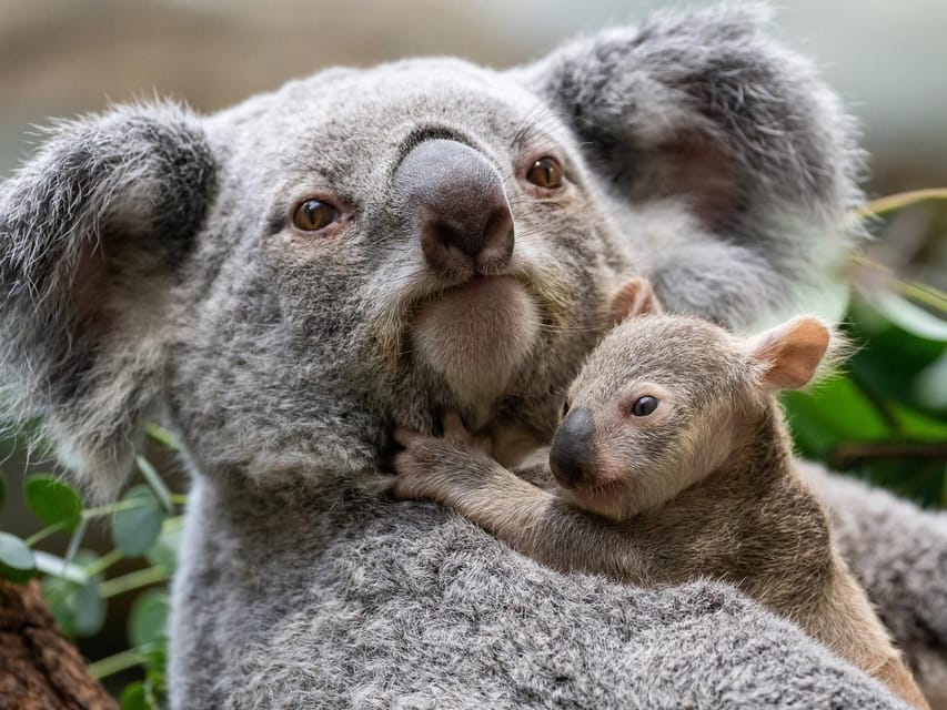 Stuttgart: Wilhelma Zoological-Botanical Garden Ticket - Terra Australis and Stuttgart’s Rare Australian Animals