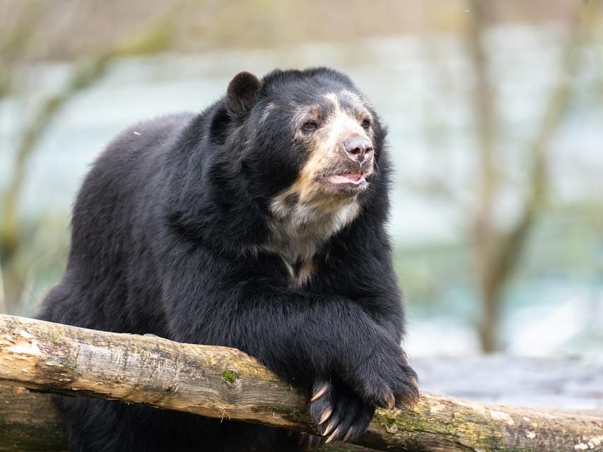Stuttgart: Wilhelma Zoological-Botanical Garden Ticket - Is the $26 Ticket Good Value?
