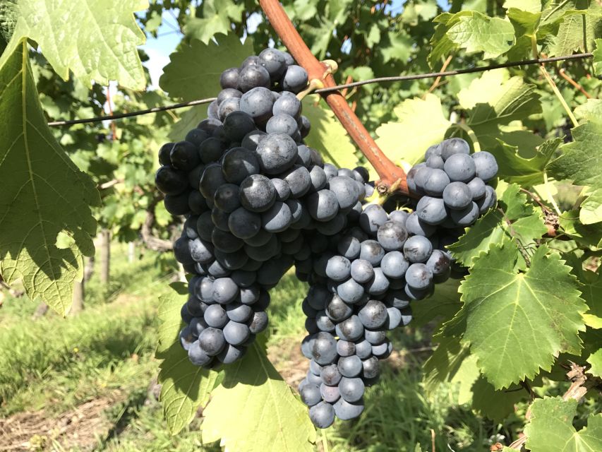 Stuttgart: Wine Tour with wines of the best winemakers - The price: good value for a wine-and-walking half day