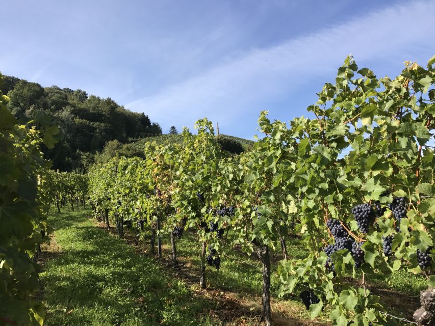 Stuttgart: Wine Tour with wines of the best winemakers - Practical details that can make or break the outing