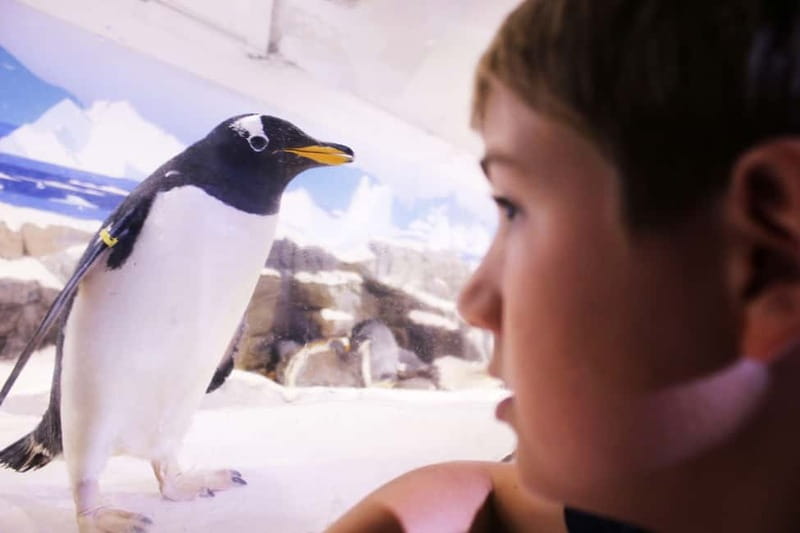 Ticket to SEA LIFE Konstanz - How much time should you allow?