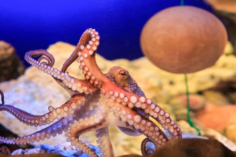 Ticket to SEA LIFE Konstanz - Feeding talks that add meaning to the tanks